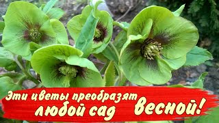 САМЫЕ КРАСИВЫЕ многолетние цветы,которые ПРЕОБРАЗЯТ любой сад весной!