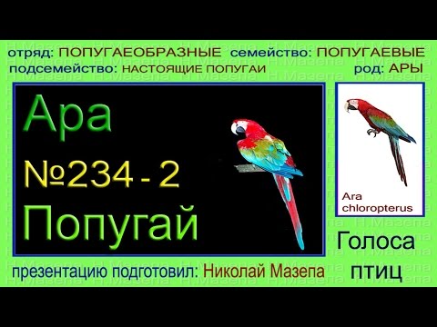 Ара. Попугай. Голоса птиц