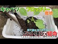 【定植延長・ポット増し編】雨続きで植え付けできない！キャベツ&ブロッコリー苗を守る工夫　家庭菜園mimi日記2025#3
