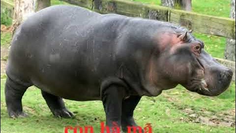 Tiếng kêu và hình ảnh động vật sống trong rừng