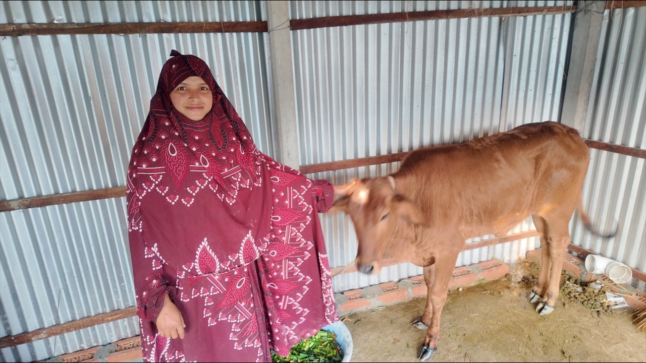 জুইয়ের পুষানি গরুটা নিয়ে কি ভাগ্যের চাকা ঘুরবে না কি অন্য কিছু ভাগ্যে । village life with jui