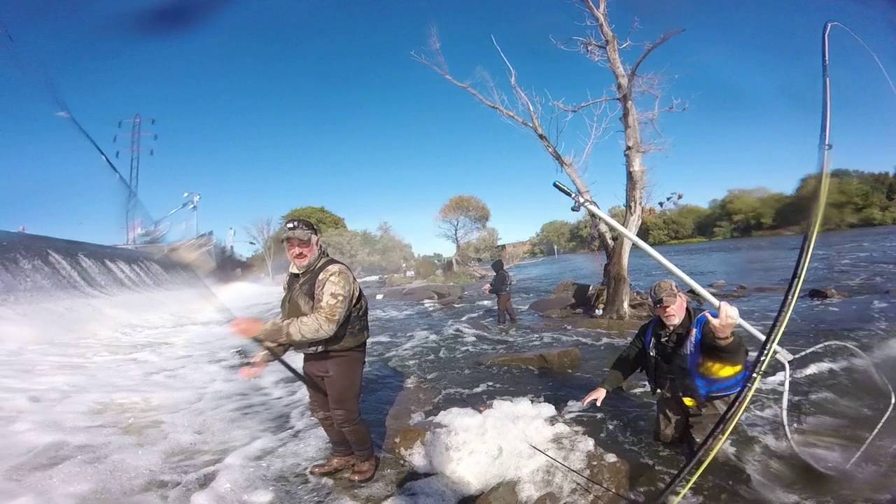 Salmon Fishing the Oswego river September 2016 YouTube