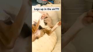 She started barking in her sleep 💀#italiangreyhound #funnydog #viral #doglover #pet #shorts #dog