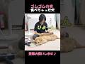 伸びすぎ!ゴムゴムの実を食べちゃった愛犬がゴムゴムすぎる#goldenretriever #dog #箱入りクッキーはゴールデンレトリバー