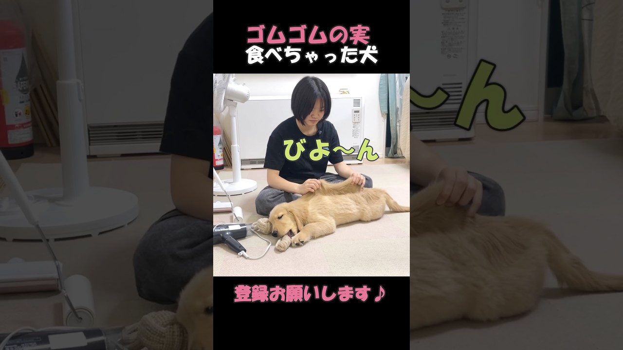 伸びすぎ!ゴムゴムの実を食べちゃった愛犬がゴムゴムすぎる#goldenretriever #dog #箱入りクッキーはゴールデンレトリバー