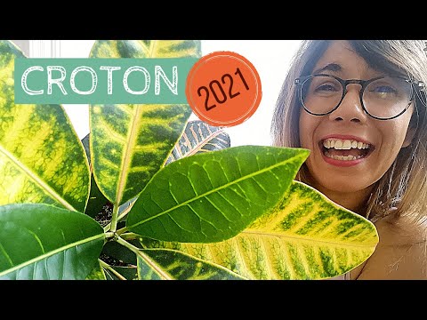 Vidéo: Can You Grow A Croton Outdoors - En savoir plus sur la culture de plantes Croton à l'extérieur