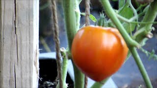 Early Spring Vegetable Garden and Homestead Update