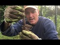 Growing Oak Trees From Acorns Update