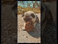 another day doing #exercise with Lolita at the #campus #pug #carlino #dog #pinecone #nature #shorts