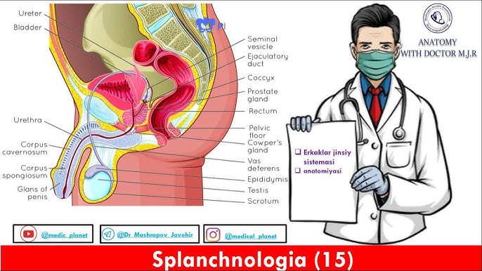 Jinsiy anatomiya dars