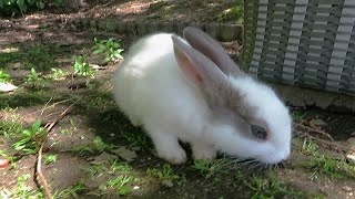 【大久野岛】一群可爱的兔子中的一只可爱的兔宝宝