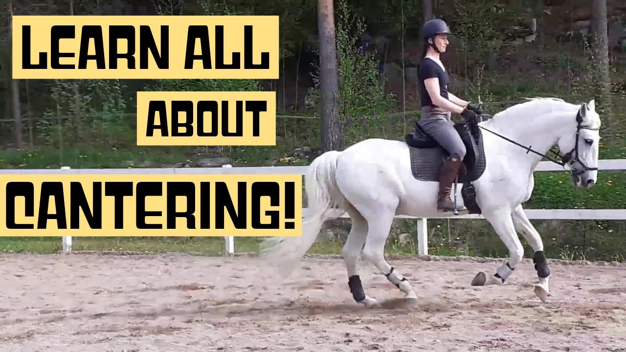 Canter! Tips for beginners, how to sit in canter, canter series