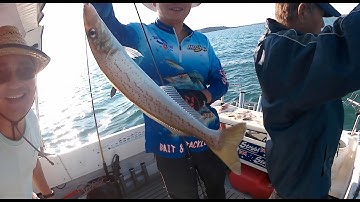 Câu cá Úc châu: Câu cá King George Whiting mỗi con nửa ký