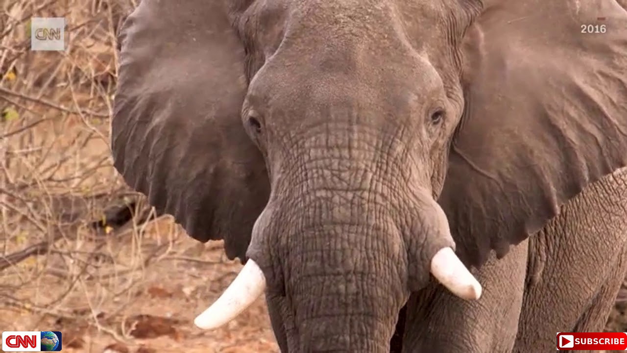 May 24 2019 Botswana Lifts Ban On Elephant Hunting Youtube 