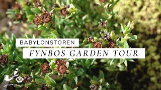 Babylonstoren Fynbos Garden - The Cape Floral Kingdom