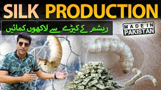 Best Silk Production In Pakistan | Profitable Silkworms Business | Made in Pakistan