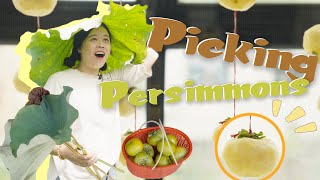 Picking Persimmons 🍊 | 摘柿子
