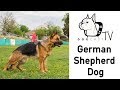 A német juhászkutya, mindent a német juhászkutyáról. - DogCast TV S02E11