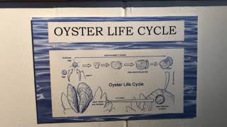 Environment Annapolis Maritime Museum