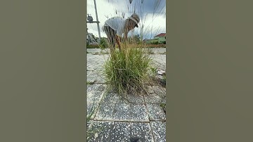 Important Tool Remove Grass On Side Walk #removal #tools #satisfying #asmr #shorts