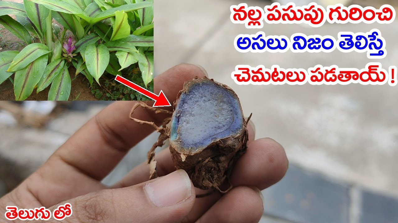 నల్ల పసుపు గురించి అసలు నిజం తెలిస్తే చమటలు పడతాయి ! | Real Facts About Nalla pasupu | Black Tumeric