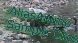 Aliasanimo Sample Channel Videos