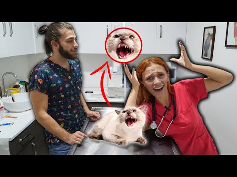 Video: Veterinere Sorun: Hasta Olduğumda Köpeğime Hastalık Verebilir miyim?