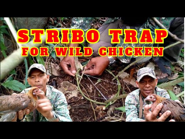 HOW TO MAKE EFFECTIVE STRIBO TRAP FOR WILD CHICKEN? || Tutorial, Catch u0026 release || Juan Lagalag class=