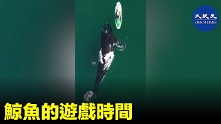【Hot!】鯨魚的遊戲時間。| #紀元香港 #EpochNewsHK