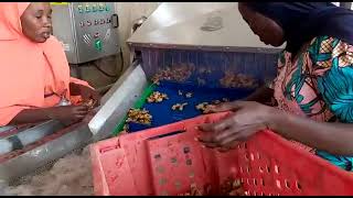 Ginger processing plant machines, JS Engineering, WhatsApp +919677751591,Coimbatore, India 