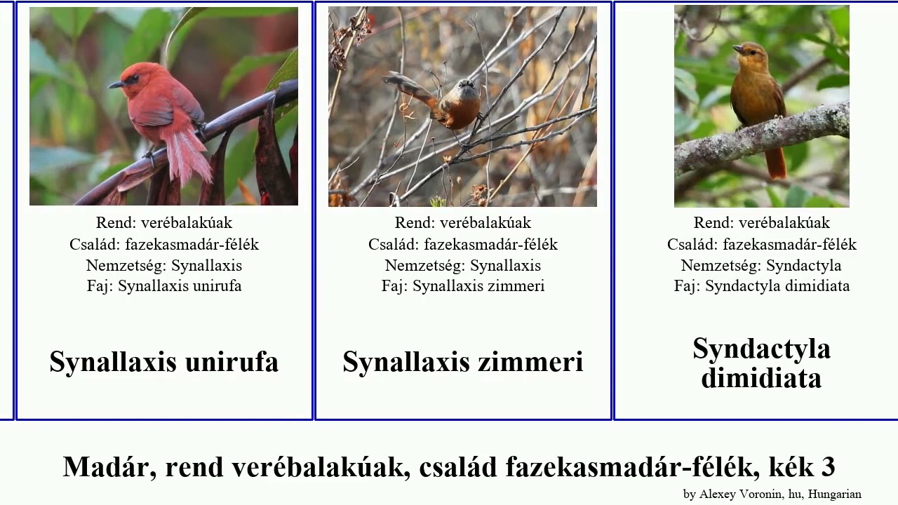 Madár, rend verébalakúak, család fazekasmadár-félék, kék 3 synallaxis xiphorhynchus syndactyla