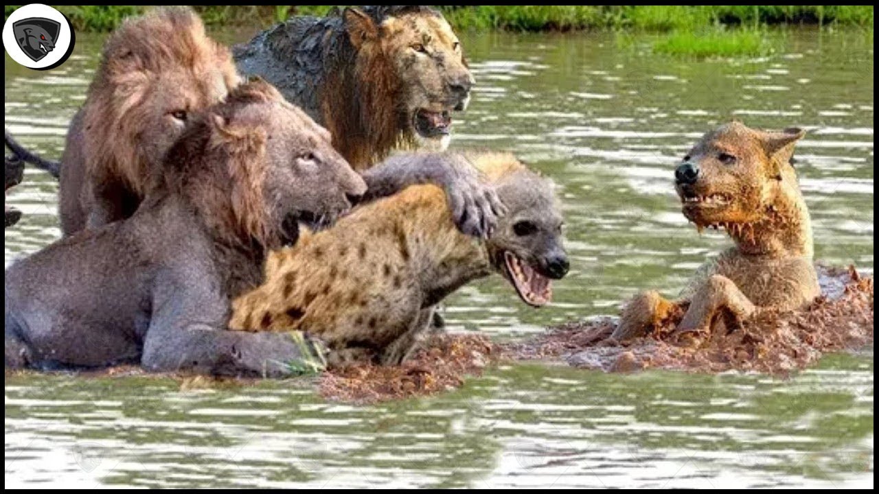 Download Disrespecting Lion, Hyena was Suddenly Attack Tragically and Crippled Painfully
