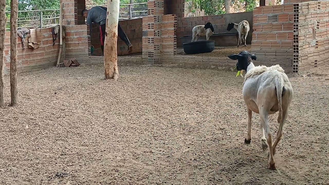 Alimentando os animais, gosto demais 