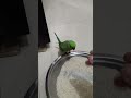 🦜#mithu#mithuvlogs#parrot #mithukizubani#birds#talkingmitthu#funny#viral
