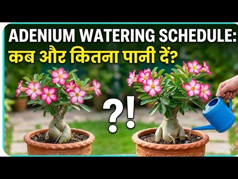 Adenium Plant Me Watering Schedule!मार्च में अडेनियम को पानी कब और ...