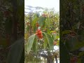 Banyan fruit