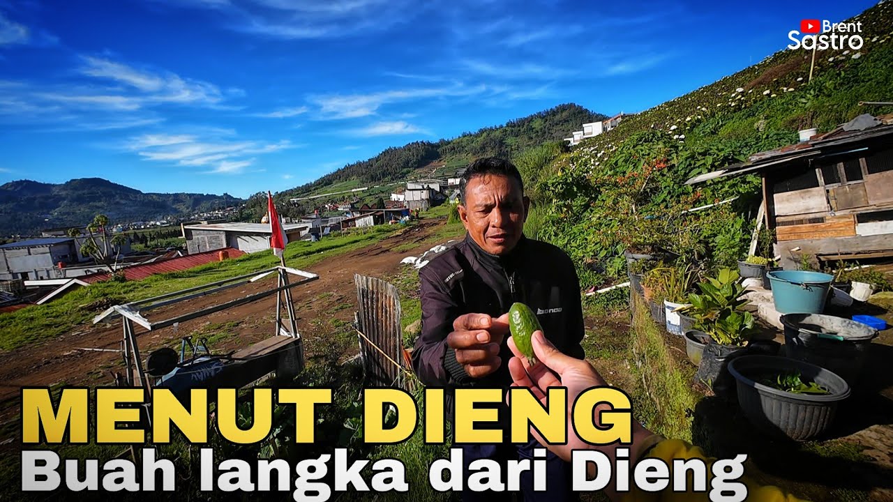 MENUT DIENG, BUAH LANGKA DARI DATARAN TINGGI DIENG