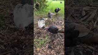 Reasons not to have pet turkeys by Bruce Ryba 216 views 4 months ago 2 minutes, 9 seconds