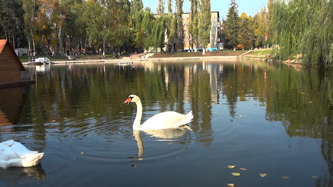 Воронеж лебединое озеро Воронеж лебединое озеро