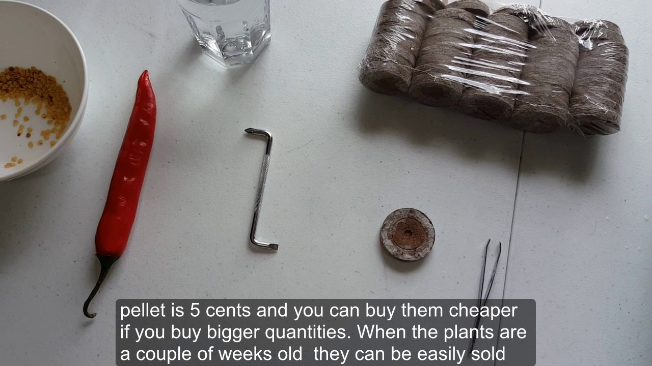 Germinating Chilli seeds using Jiffy Pellets High success rate and
