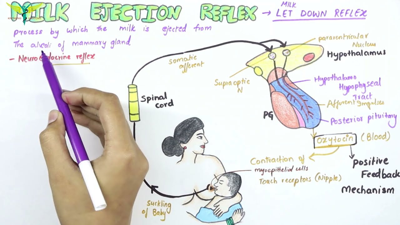 Breastfeeding Teeth Sucking Forced Videos - Breast Feeding and Physiotherapy - Physiopedia