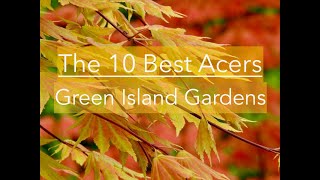 The 10 Best Acers