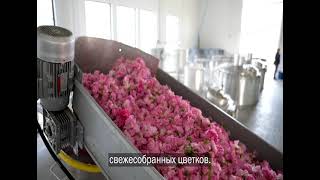 Производство эфирного масла дамасской розы