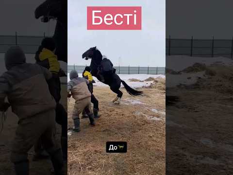 #лазер #көкпар #horses
