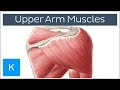 Muscles of the upper arm and shoulder blade  human anatomy  kenhub