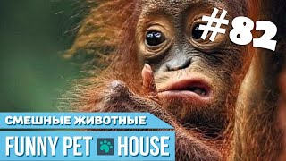 СМЕШНЫЕ ЖИВОТНЫЕ И ПИТОМЦЫ #82 ИЮЛЬ 2019 | Funny Pet House