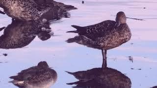 Eurasian Teal and Northern Pintail　コガモとオナガガモ【 Nussie Village / ぬっしー村 】