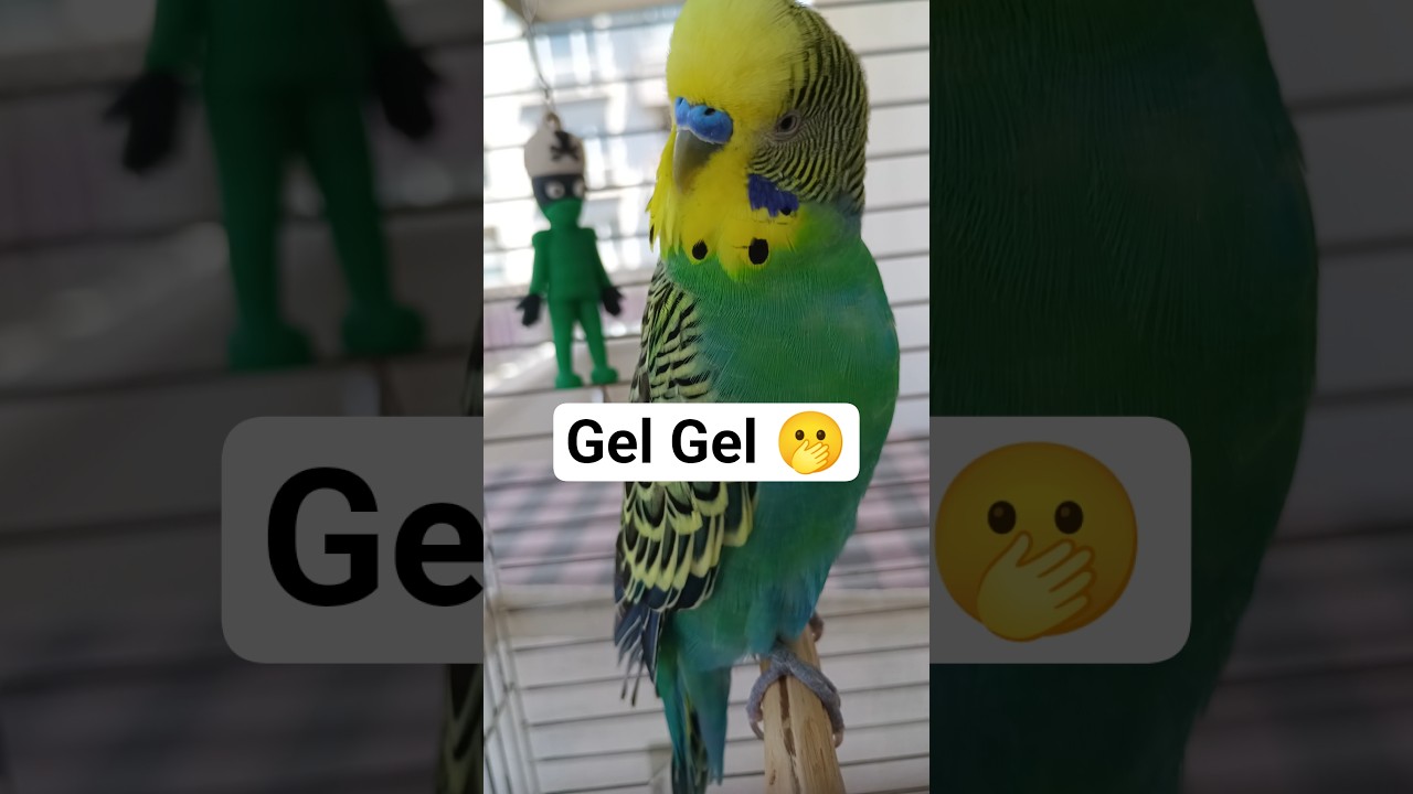 Muhabbet Kuşu #birds #budgies #talkingparot #parrot #parakeet #vogel #muhabbetkuşu #cute