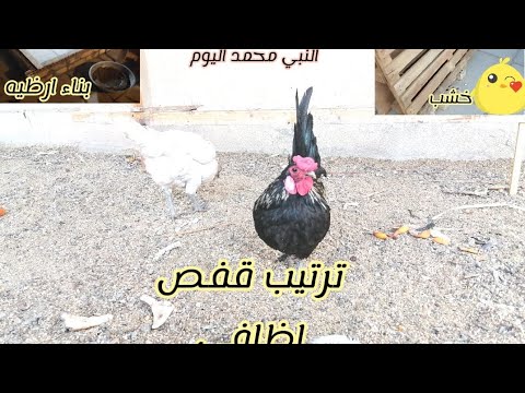 قفص اظافي وترتيب المحمية نفس الروتين اليومي الدجاج سمان بلابل الكطا