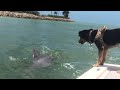 Dog Makes Friends with a Dolphin || ViralHog